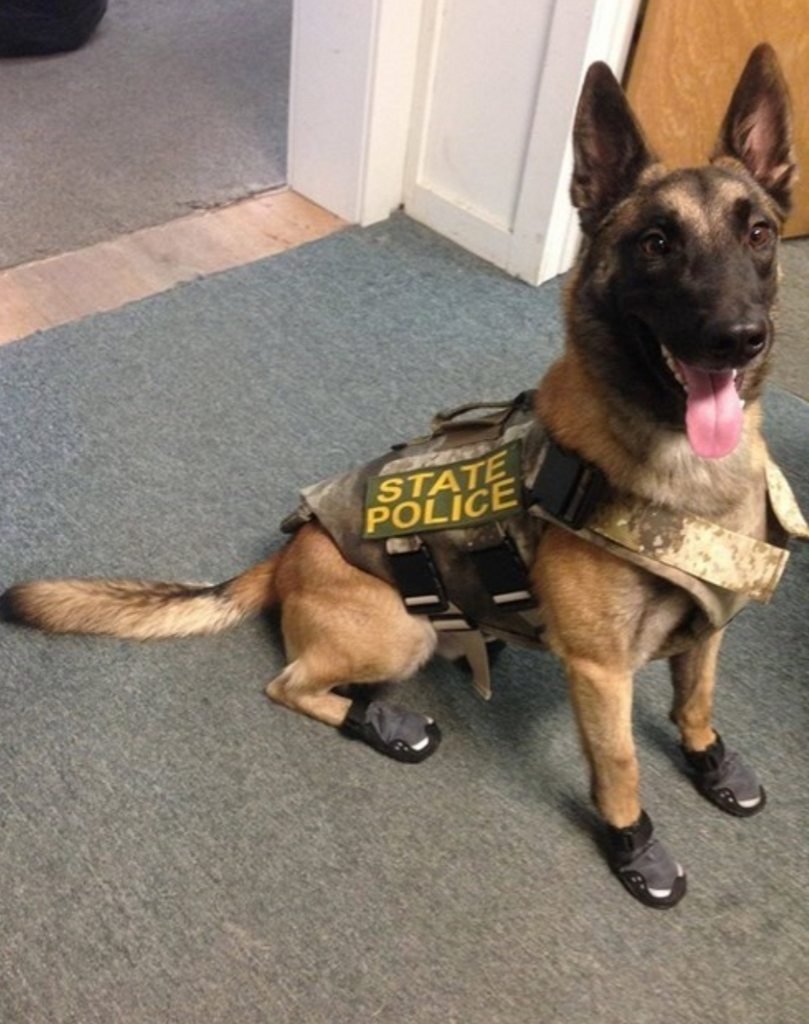 Бельгийская овчарка малинуа полиция