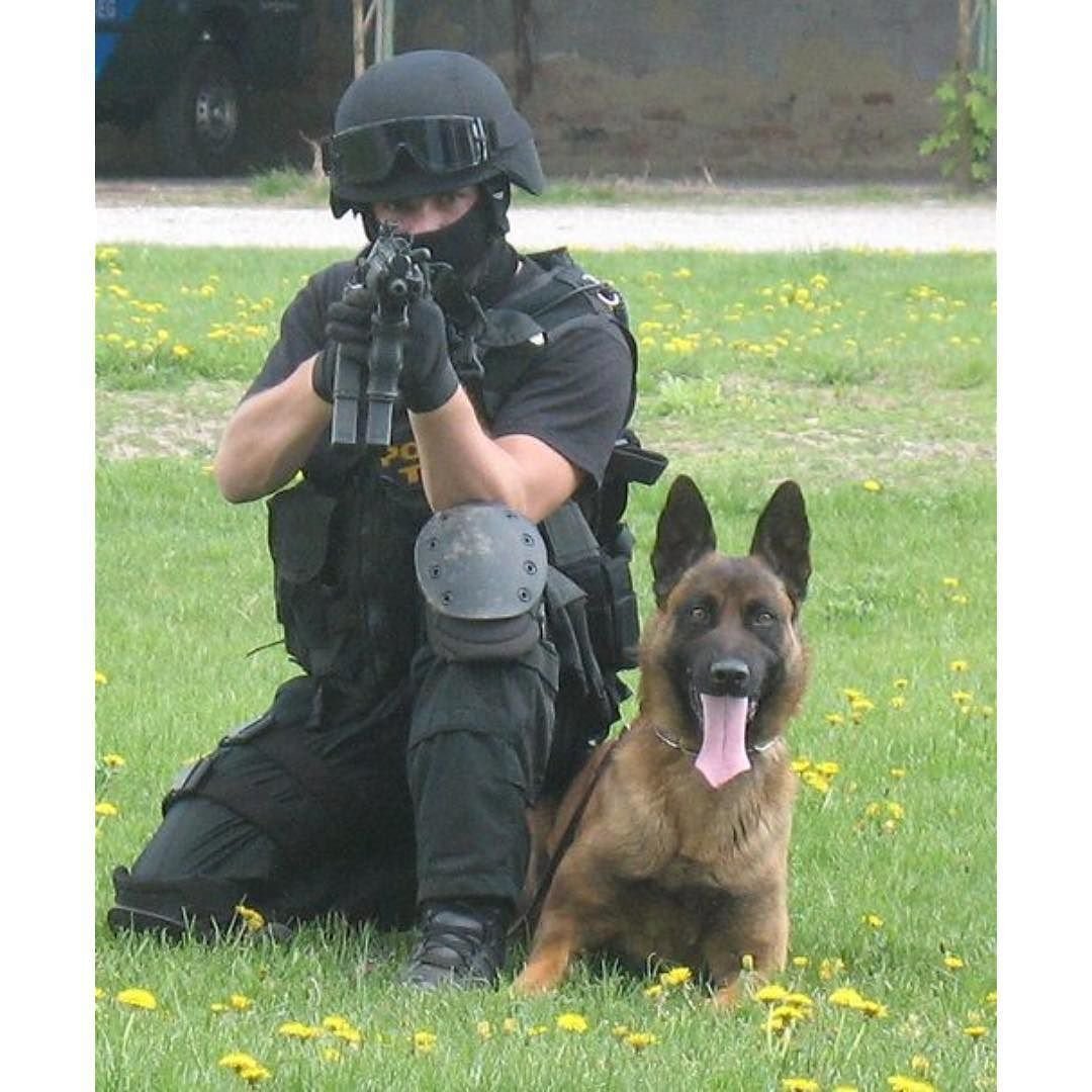Малинуа Бельгийская овчарка полицейские