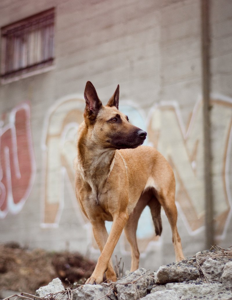 Малинуа Эстетика