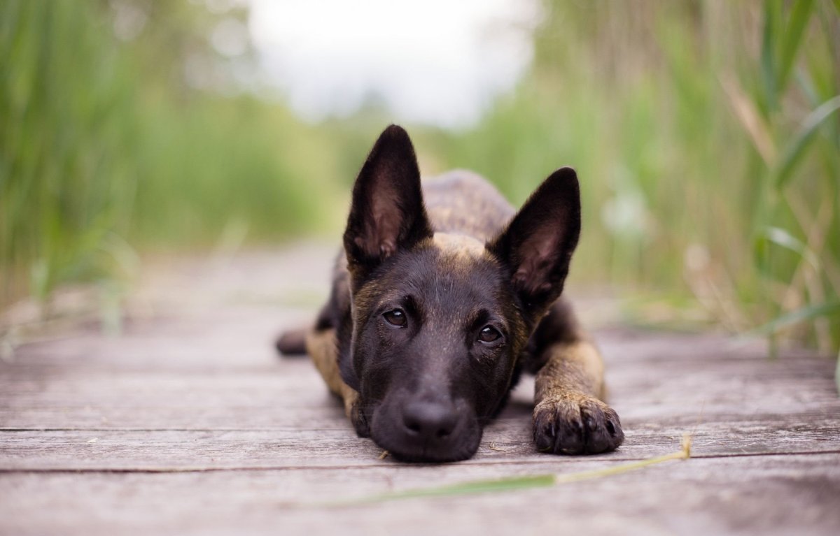 Овчарка малинуа щенки