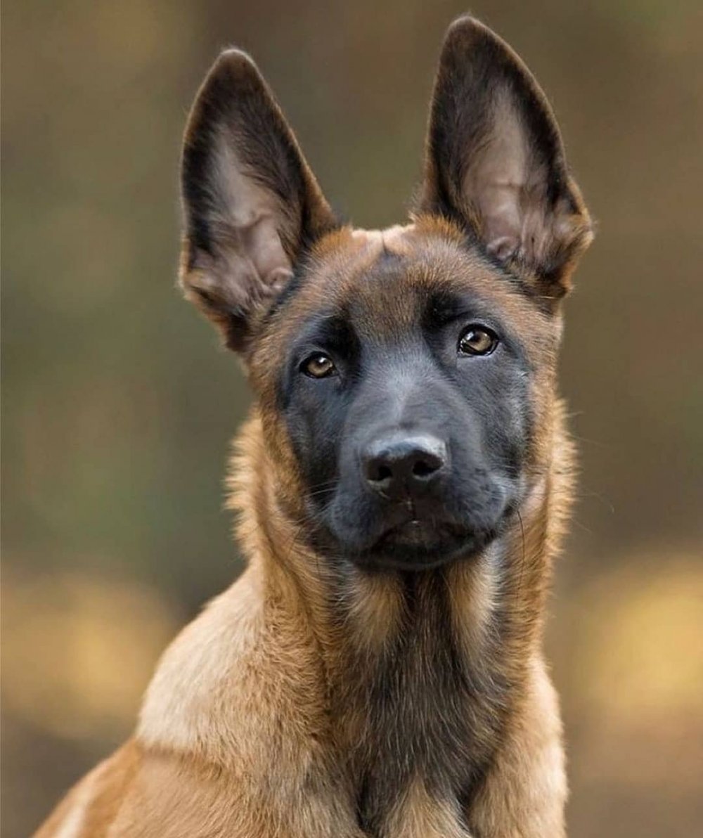 Бельгийская овчарка Манила