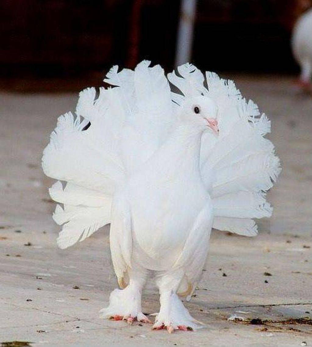 Голуби Павлины