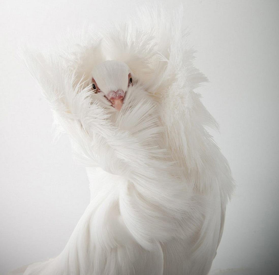 Голубь белый пушистый