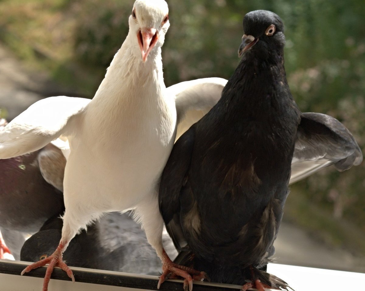 Белый голубь смешной