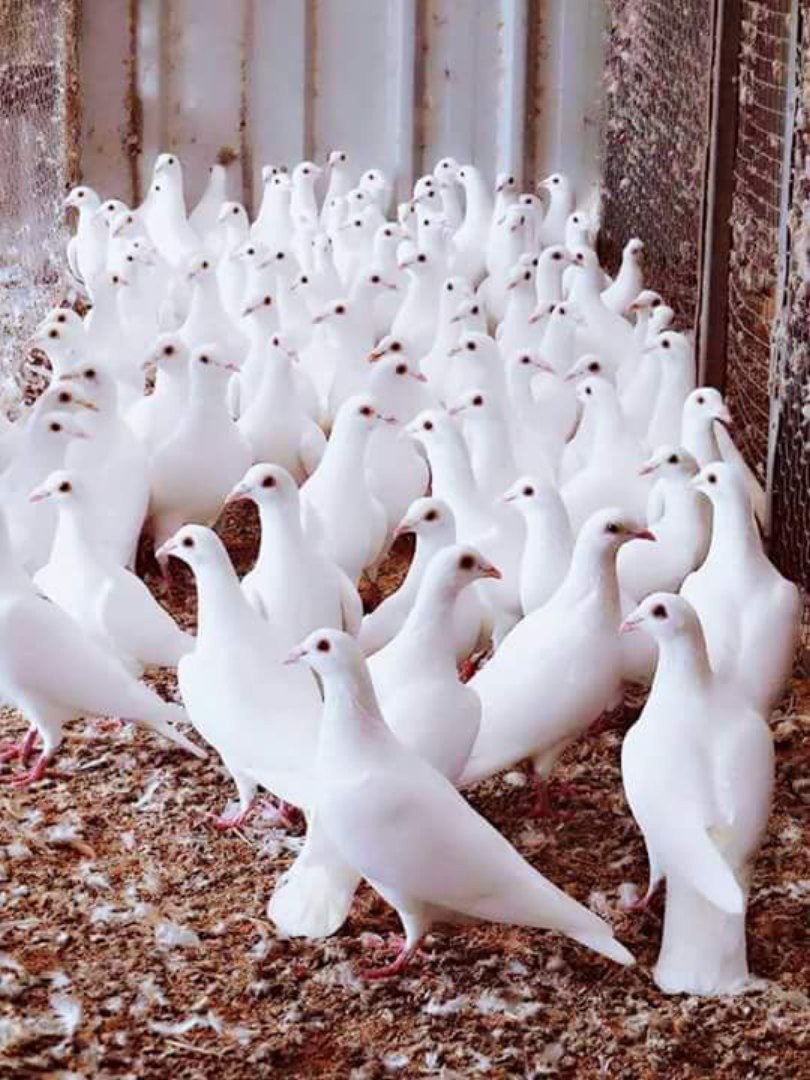 Кабутарлар олами