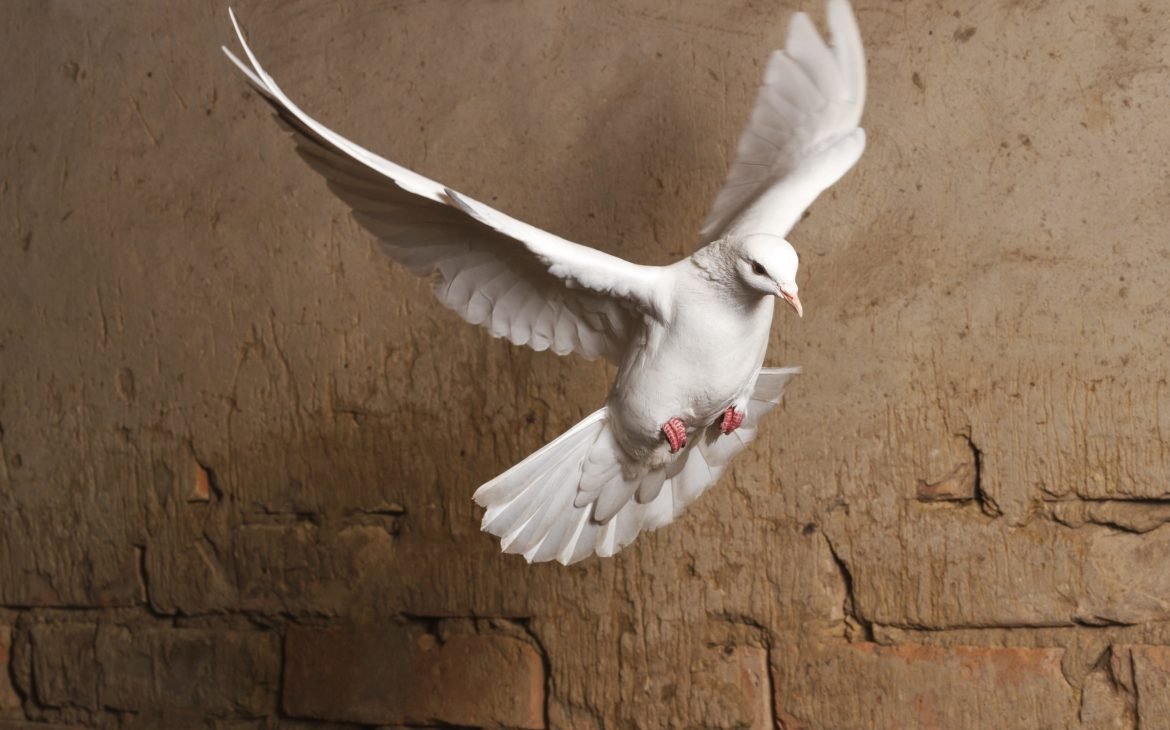 Голубь кирпич