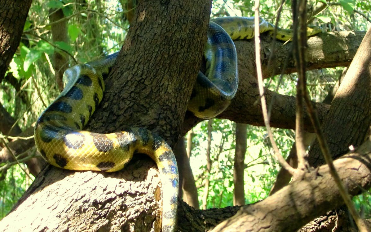 Боливийская Анаконда