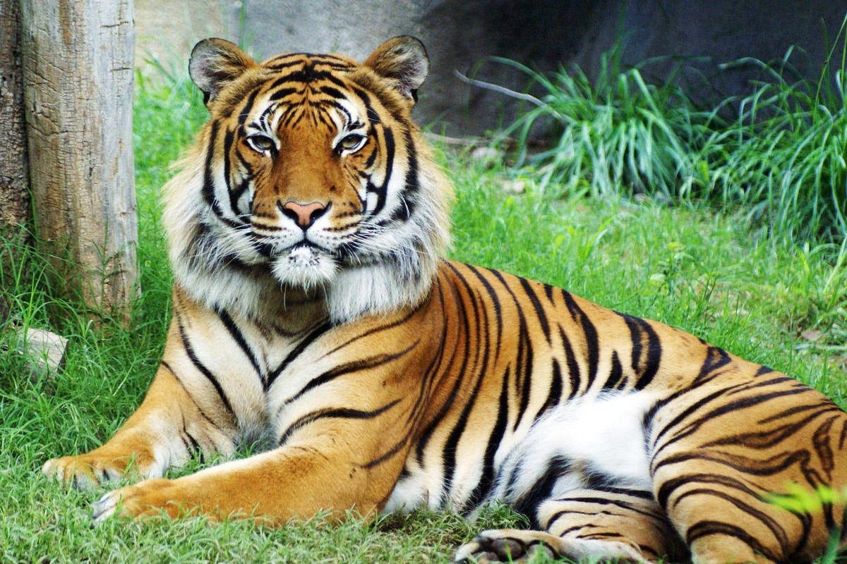 Презентация тигр для детей