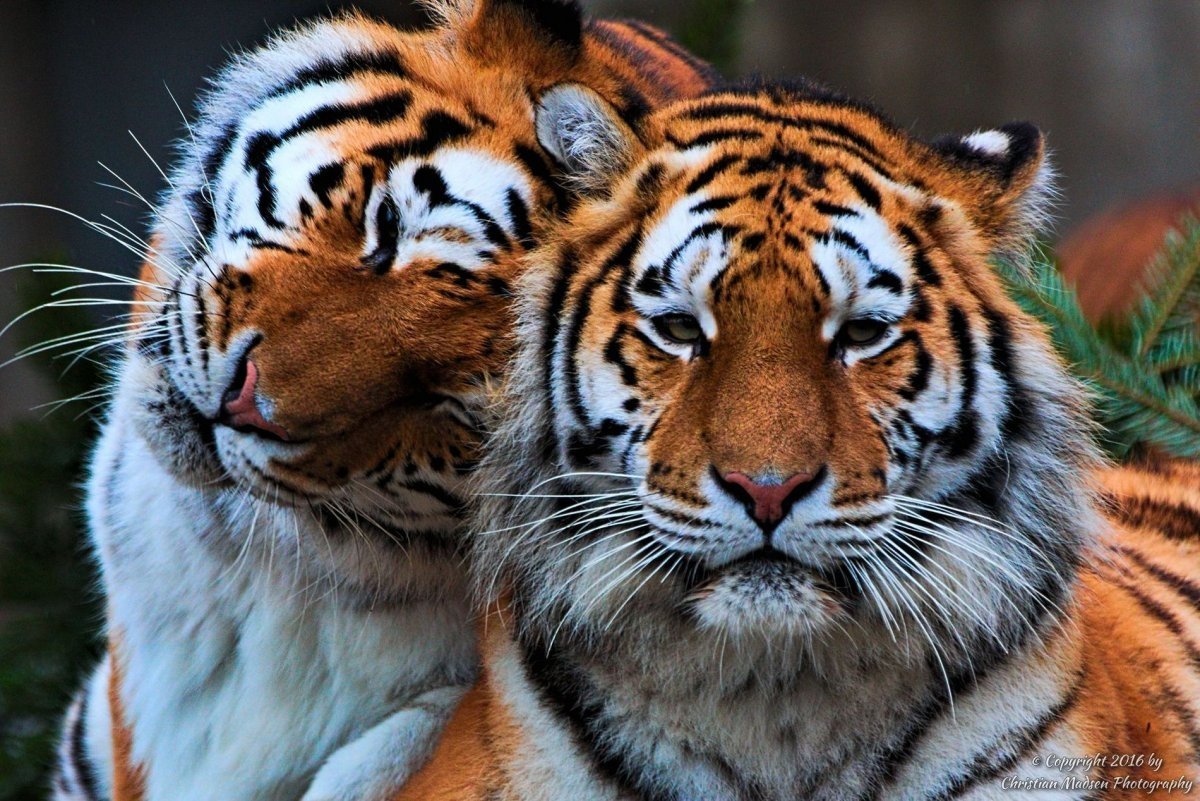 Два тигра любовь