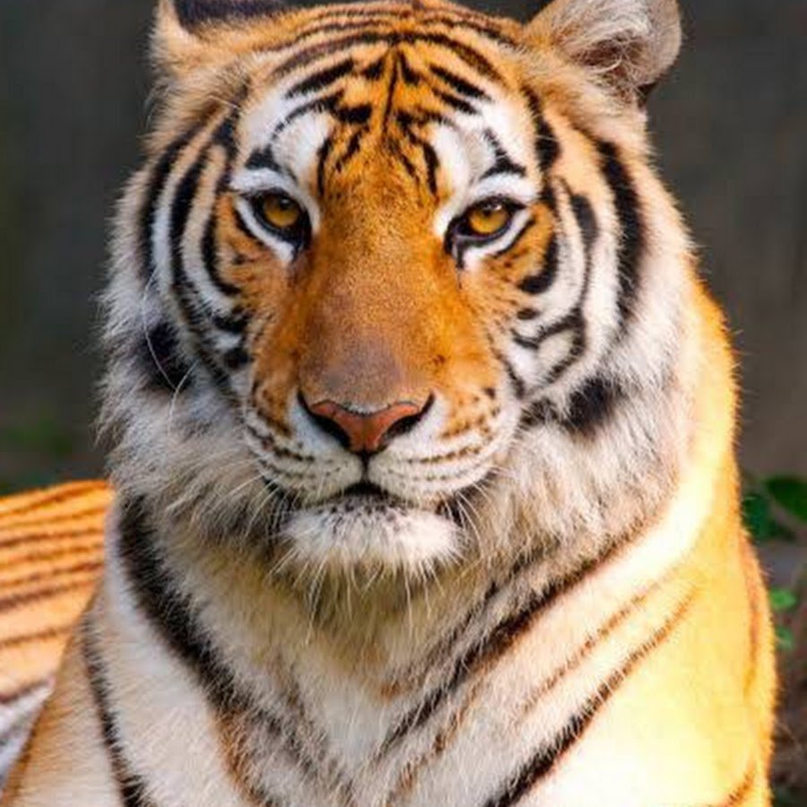 Тайгер тигр