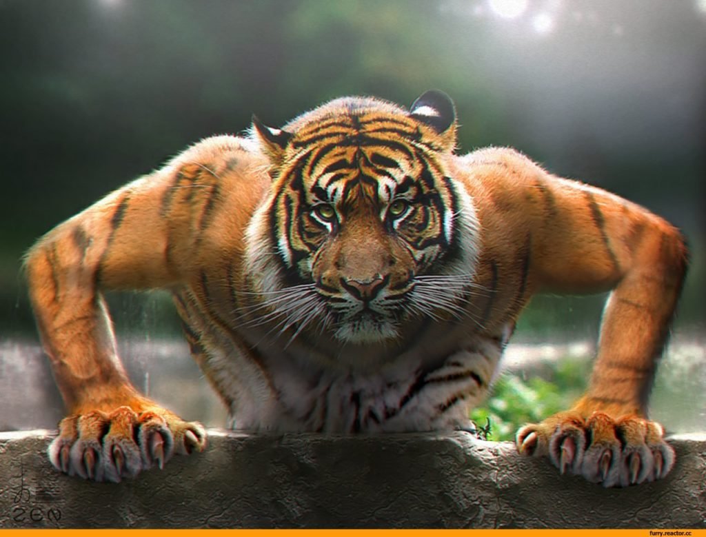 Тигр прикол