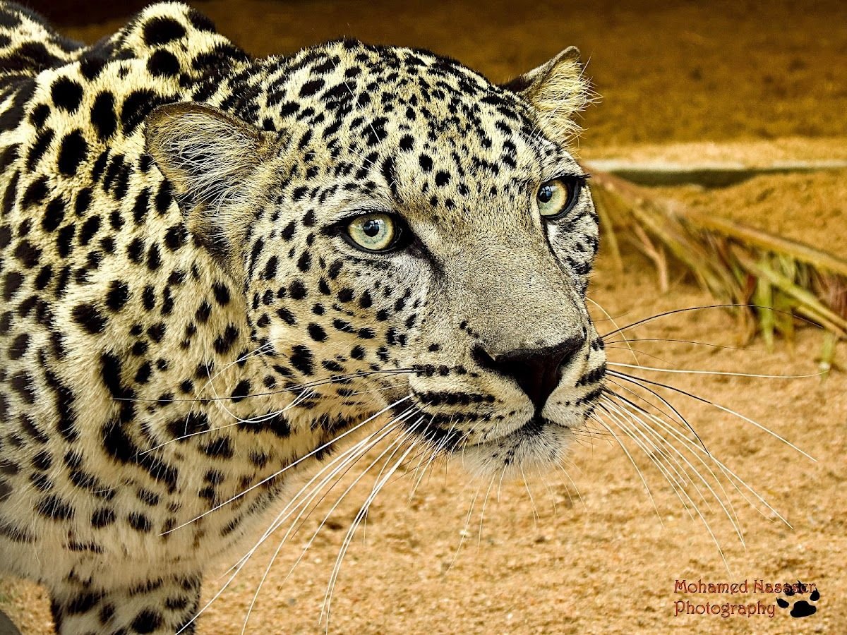 Южноаравийский леопард