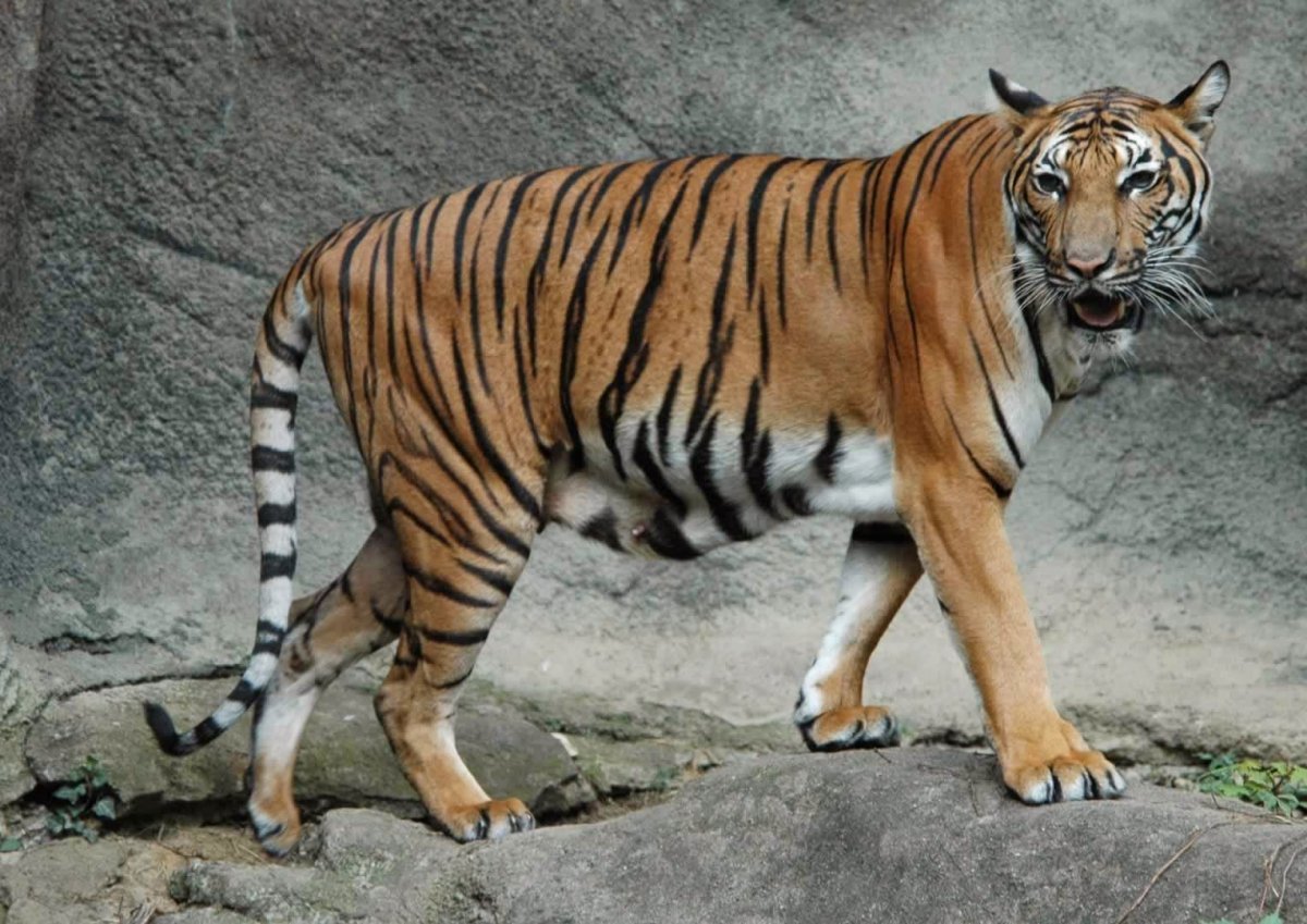 Туранский (Каспийский) тигр