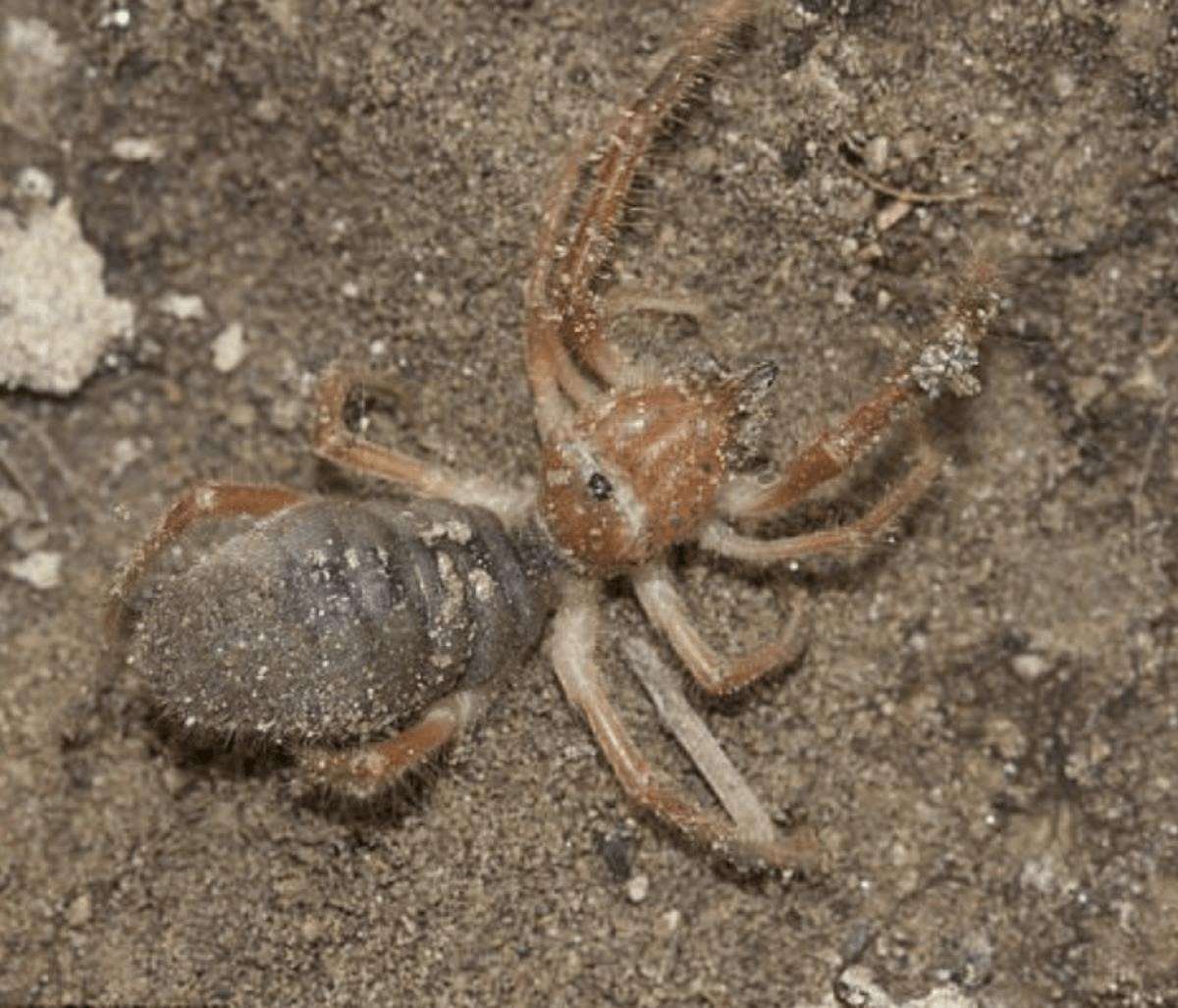 Паук скрещенный со скорпионом