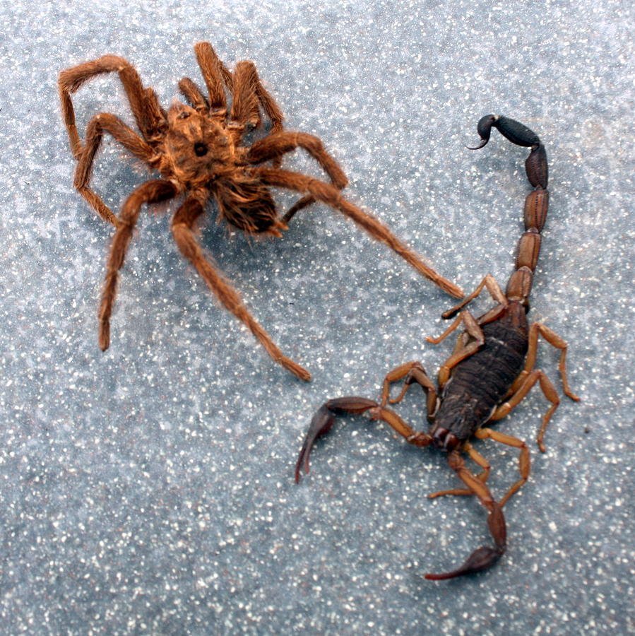 Арахнид паук-Скорпион