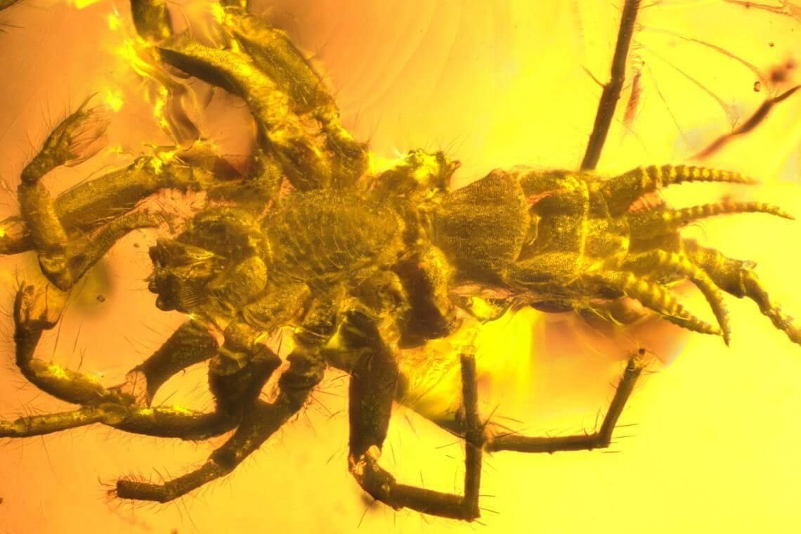 Полускорпион полупаук