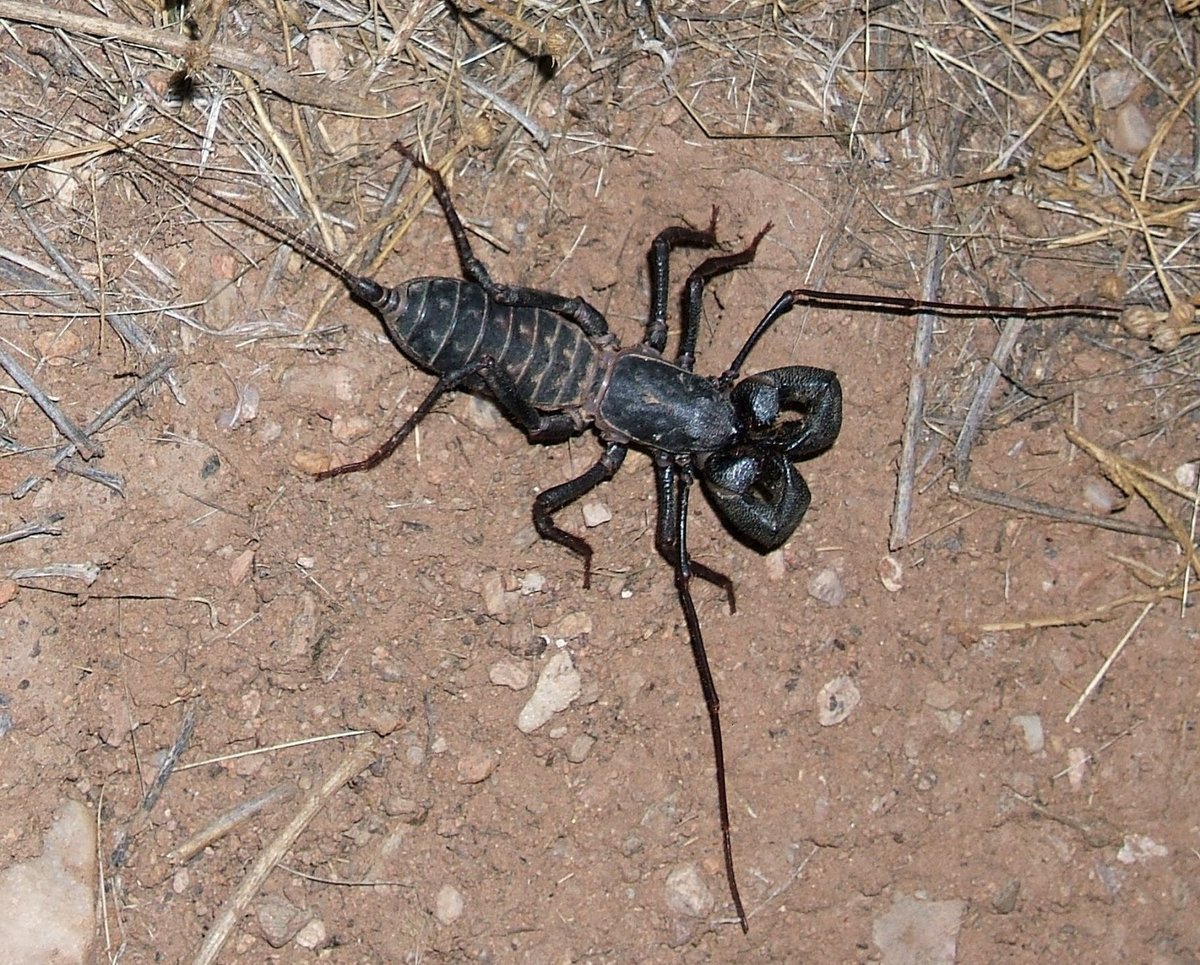 Гибрид паука и скорпиона