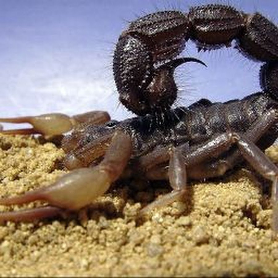 Parabuthus transvaalicus яд