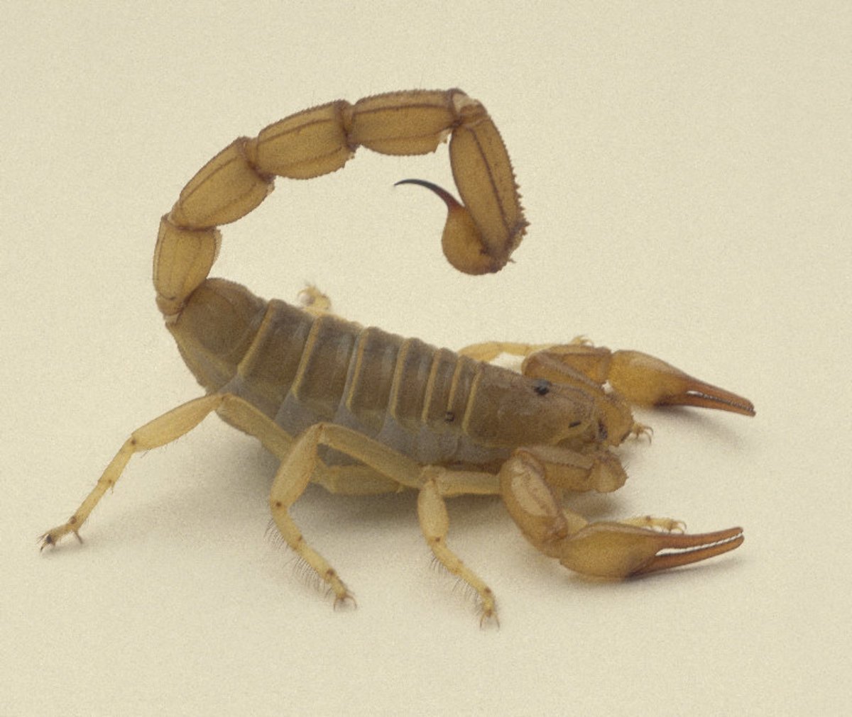 Скорпионы в Казахстане