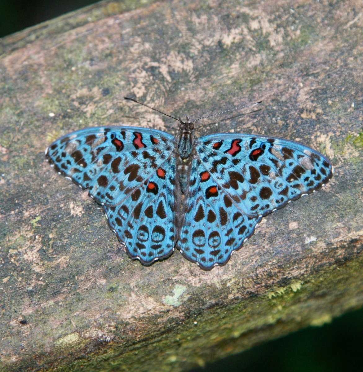 Бабочка Носатка Крымская