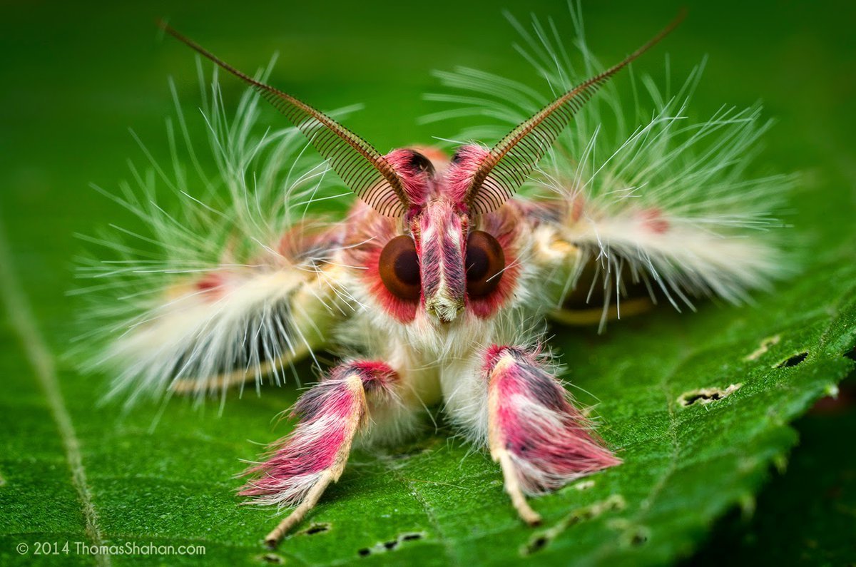 Мотылёк Sosxetra grata.