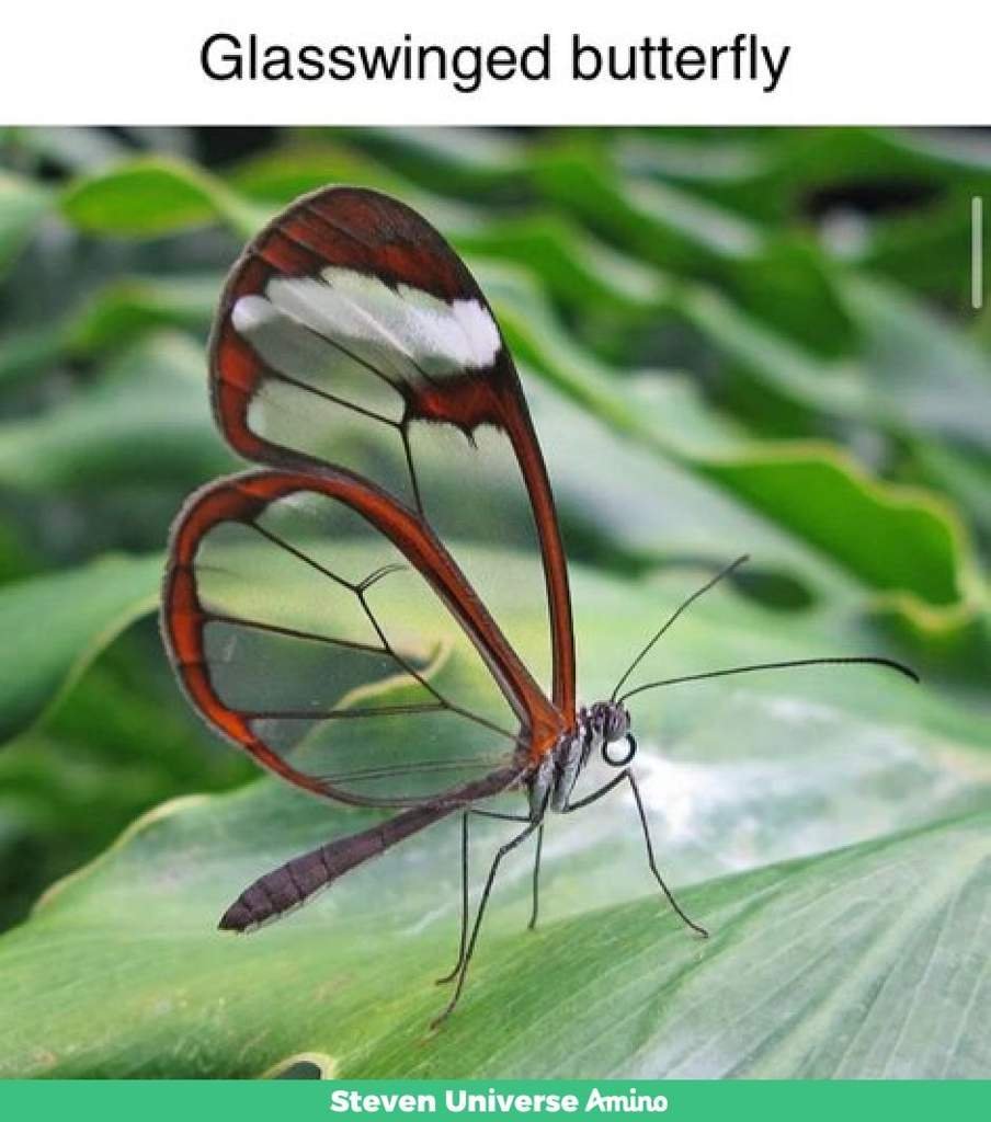 Бабочка Грета ото