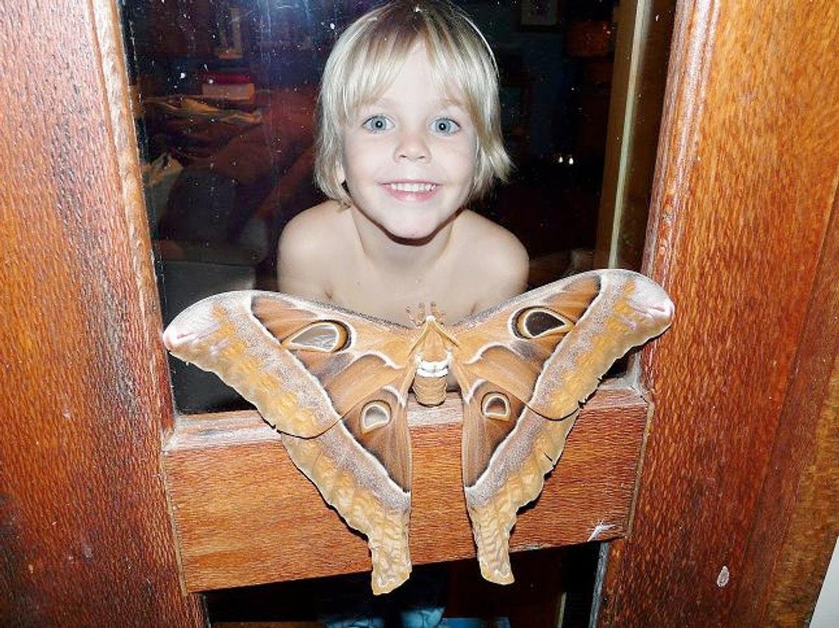 Самая большая бабочка для детей