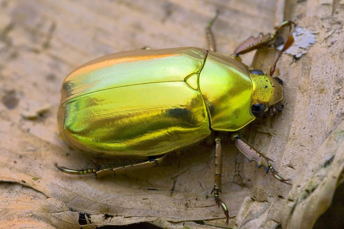 Scarab Beetle