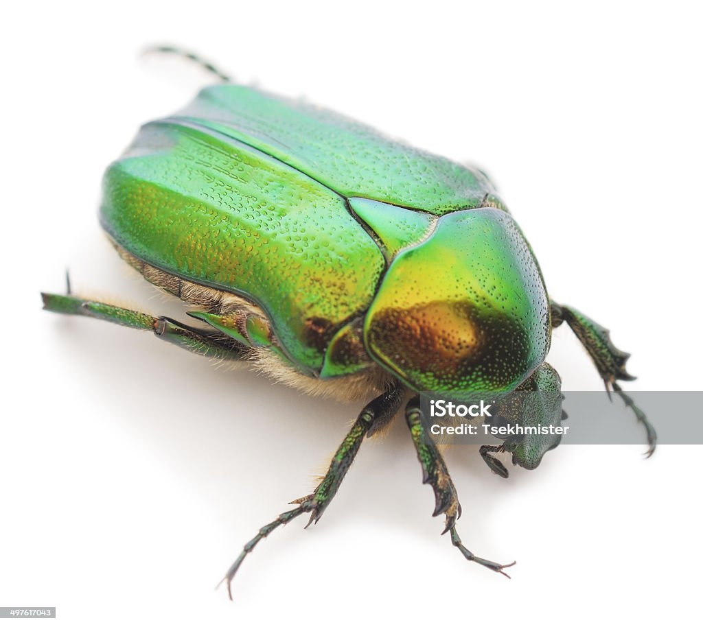 Зеленые жуки на черешне