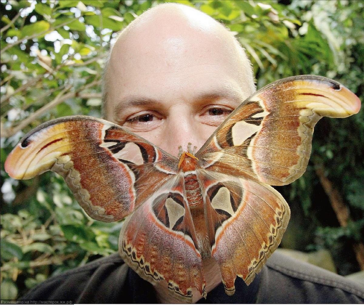 Аттакус атлас бабочка