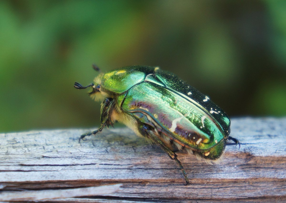 Жук зеленый перламутровый длинный