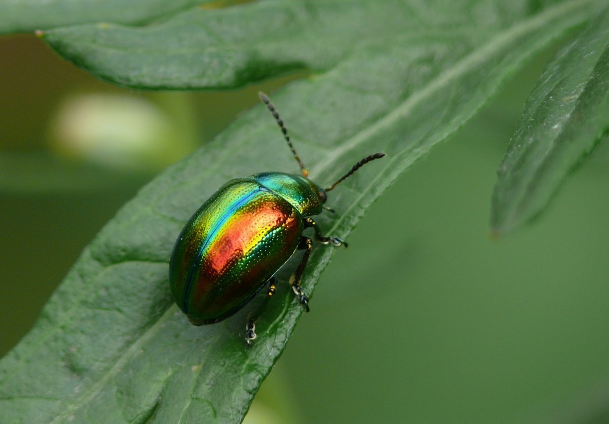 Жук Листоед ясноточный