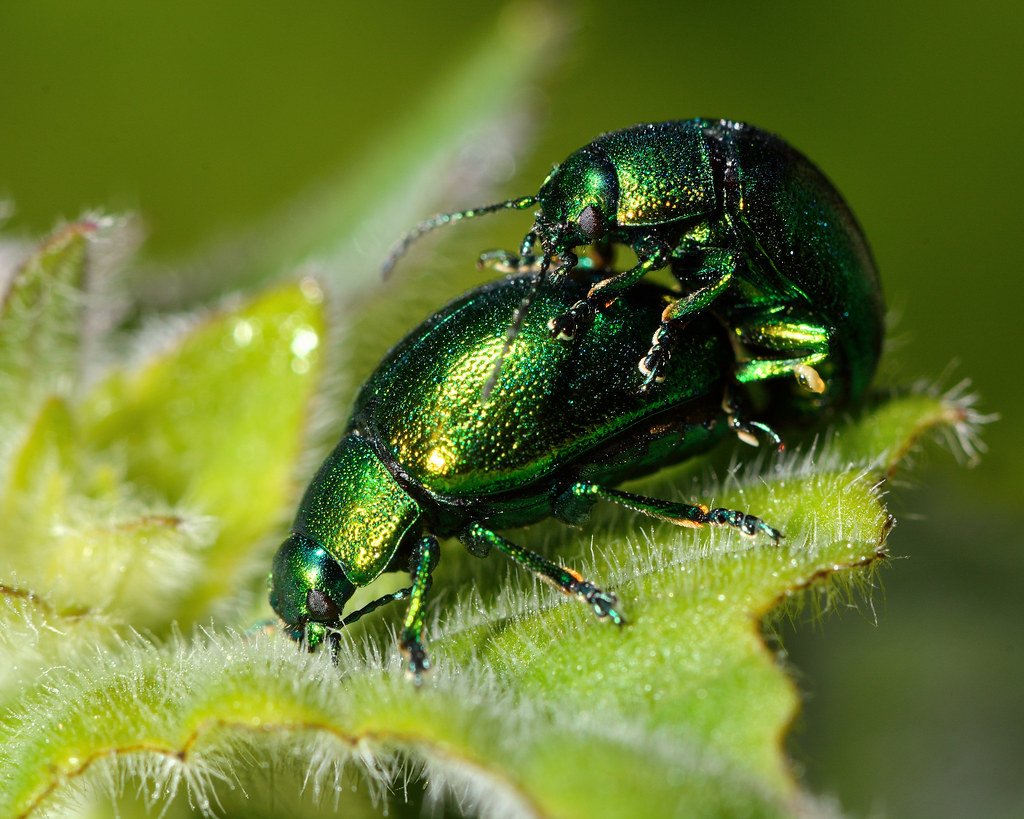 Зеленые жуки на мяте