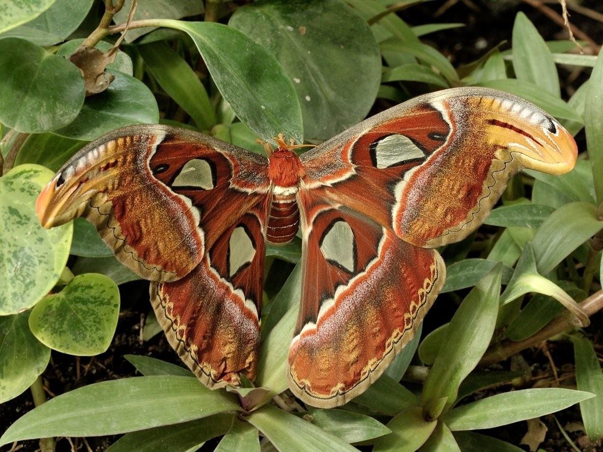 Павлиноглазка атлас Attacus Atlas