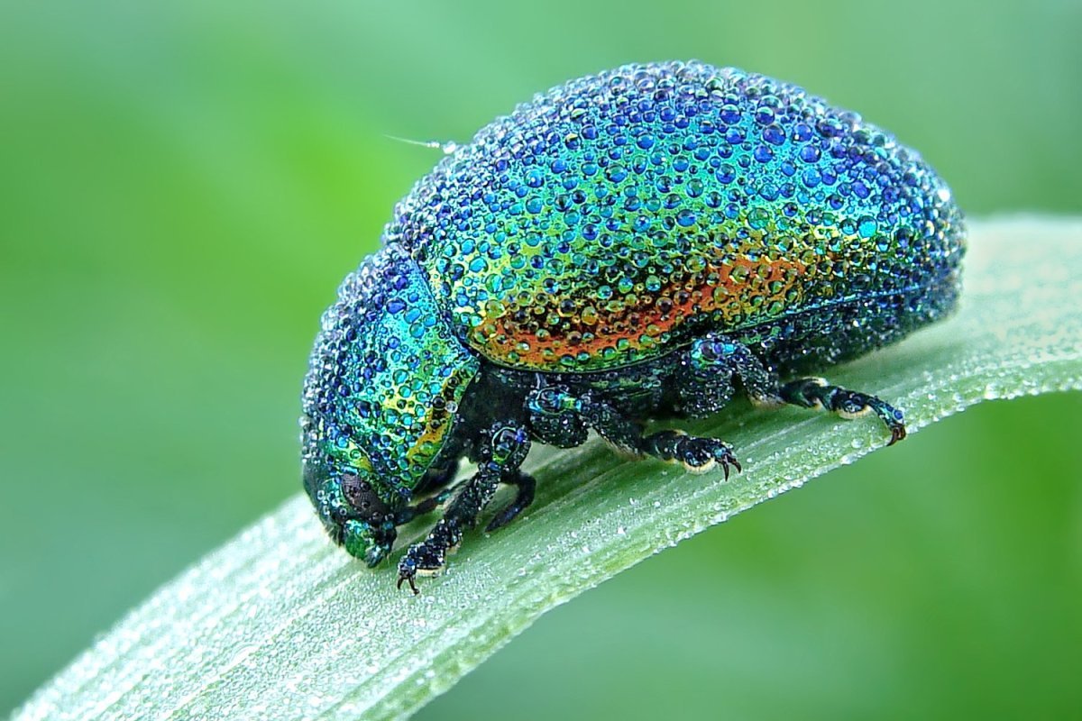 Жук Листоед Радужный