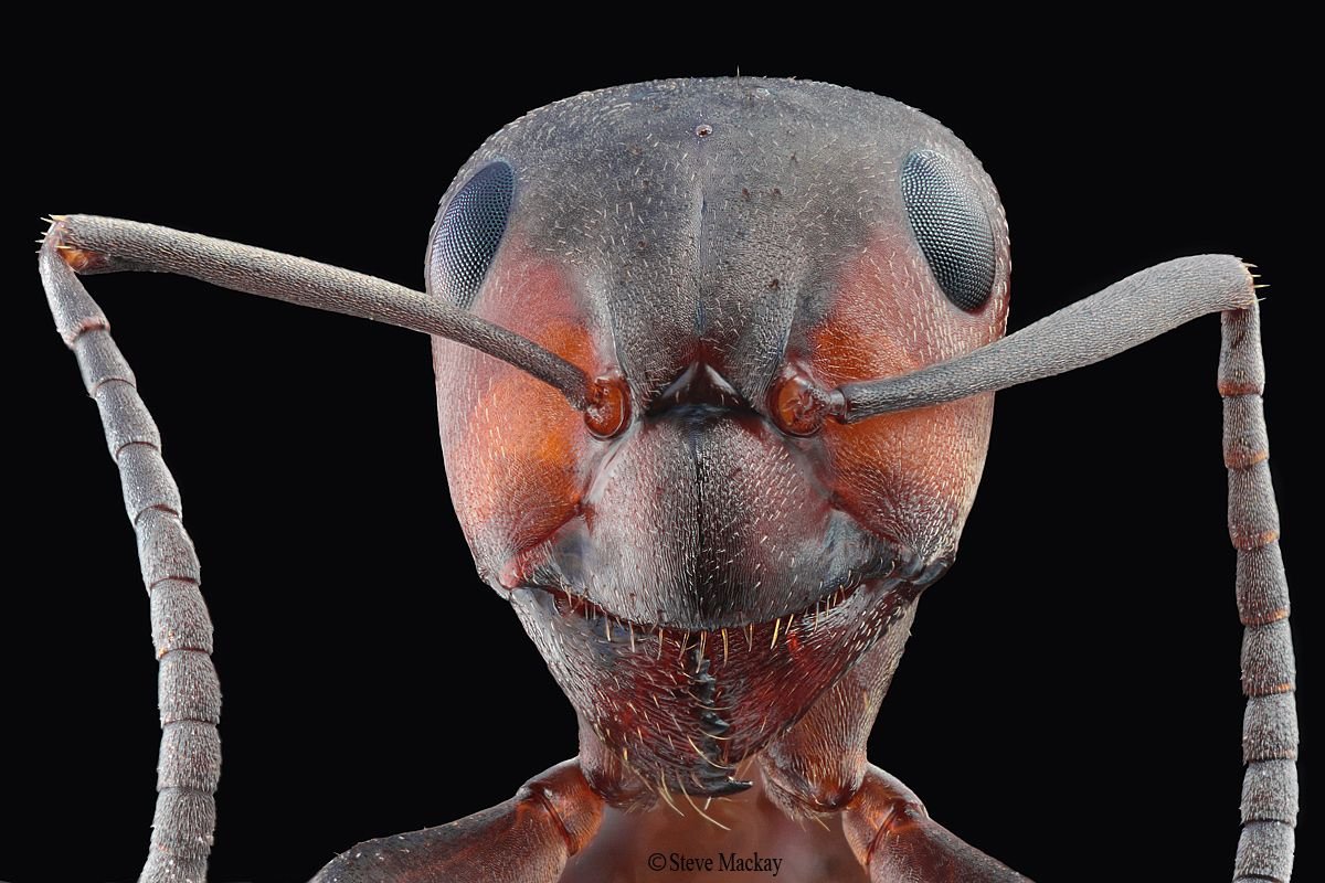 Мандибулы муравья