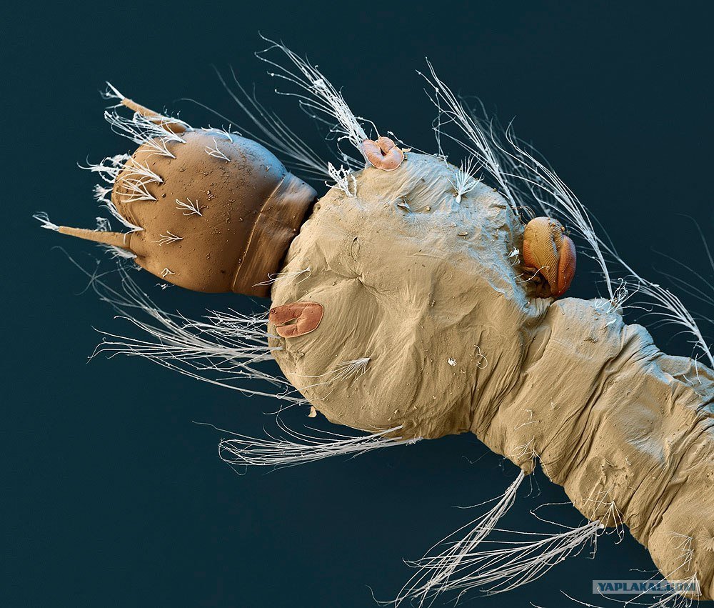 Комариный хобот под микроскопом