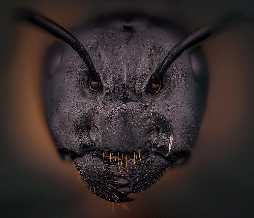 Лицо муравья под микроскопом