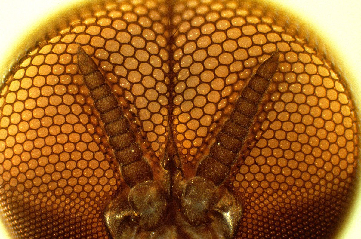 Глаза мухи под микроскопом