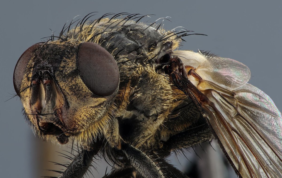 Муха под микроскопом