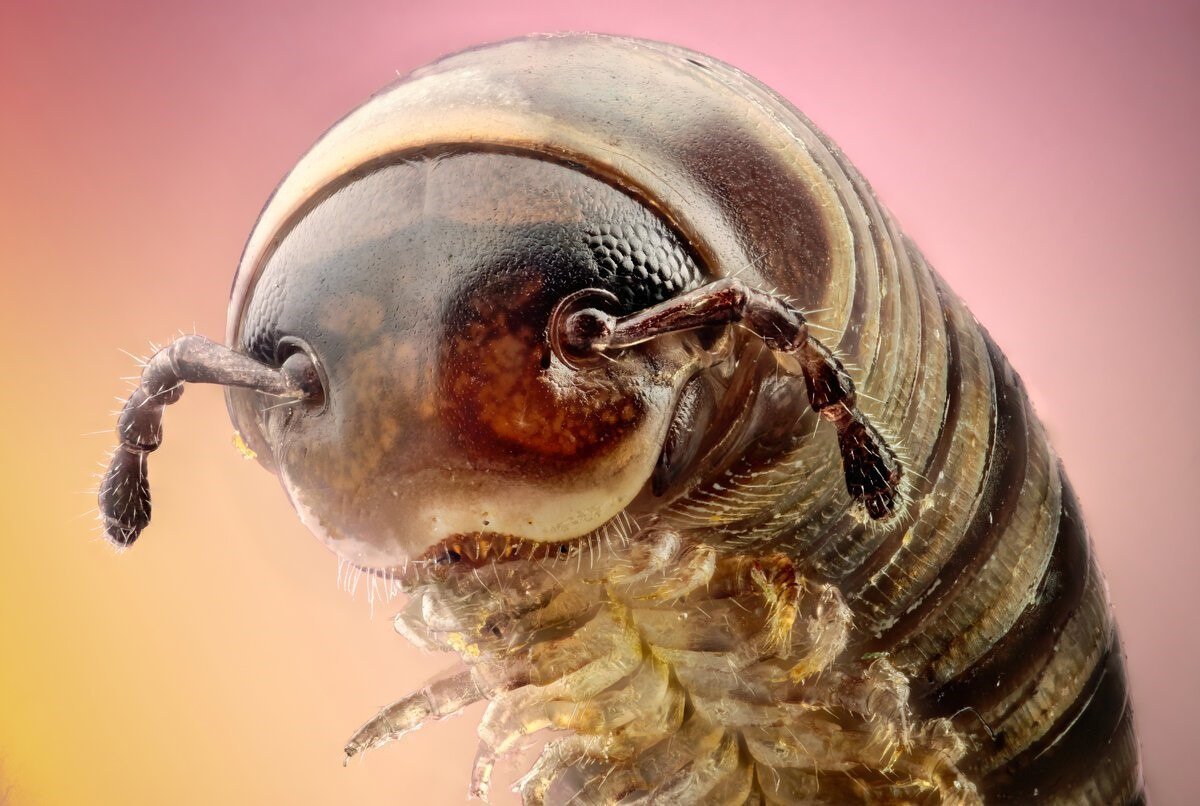 Сороконожка под микроскопом