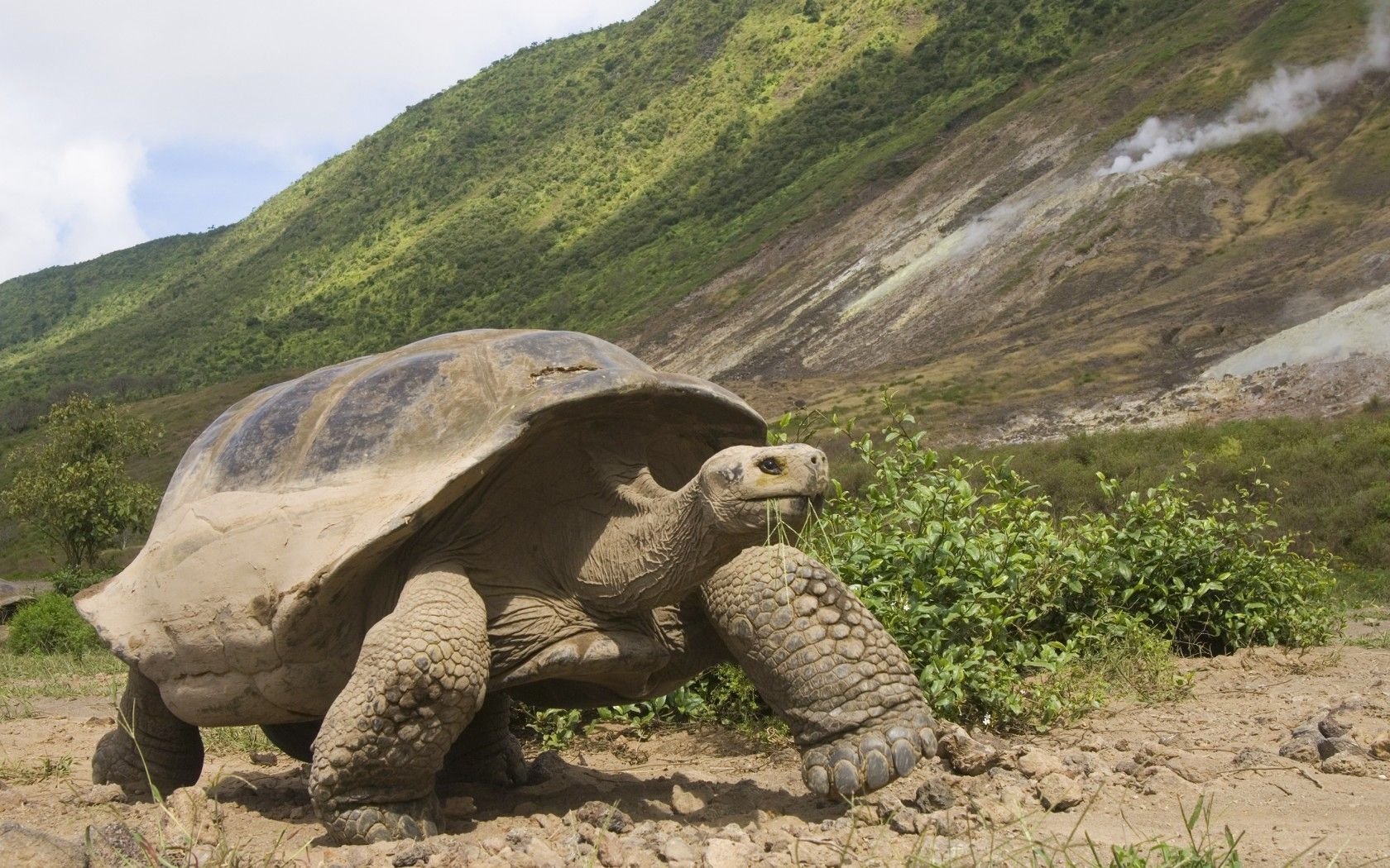 Черепаха 9 8. Галапагосская черепаха. Остров Галапагос черепахи. Галапагос — Эквадор черепахи. Галапагосская гигантская черепаха.