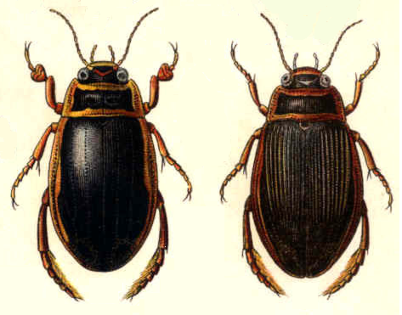 Сколько лапок у 6 жуков. Жук Dytiscus marginalis. Жук плавунец самка и самец. Самка плавунца. Плавунцы самец и самка.