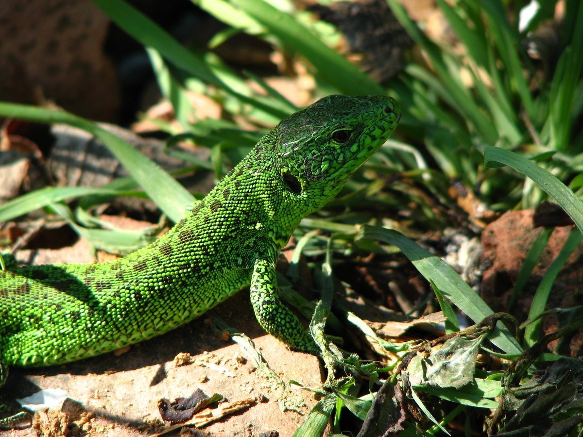 Смарагдовый сцинк