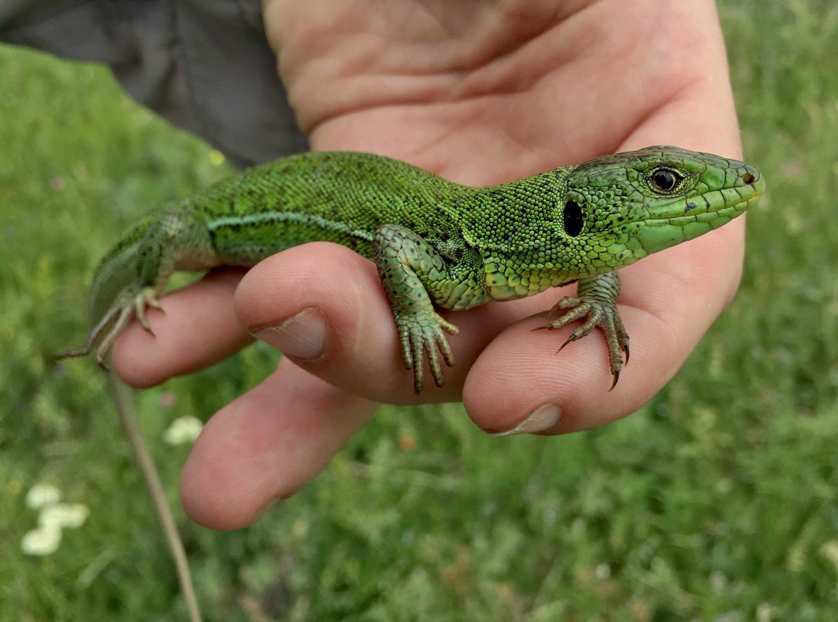 Зеленая ящерица Краснодарский край