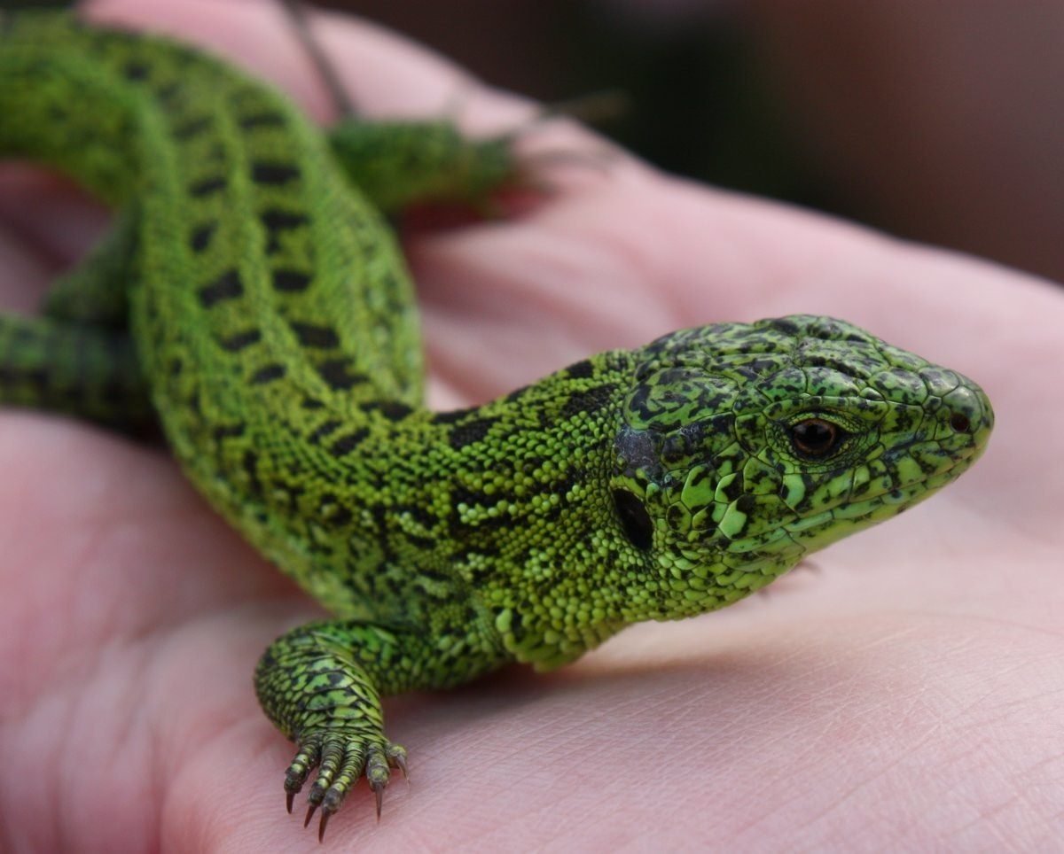 Ящерица прыткая Тритон