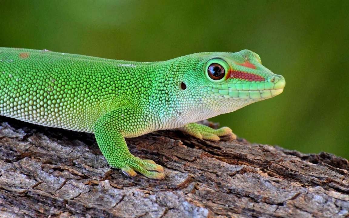 Геккон зеленый