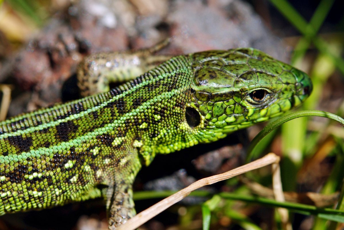 Прыткая ящерица синеязыкий сцинк