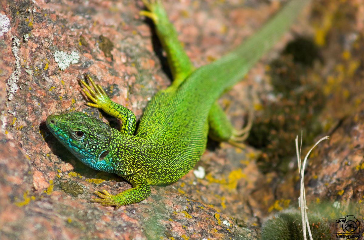 Степная ящерица