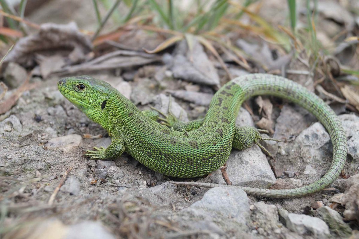 Прыткая ящерица Горная